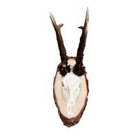 Lesen Skullstore GmbH Bewertungen